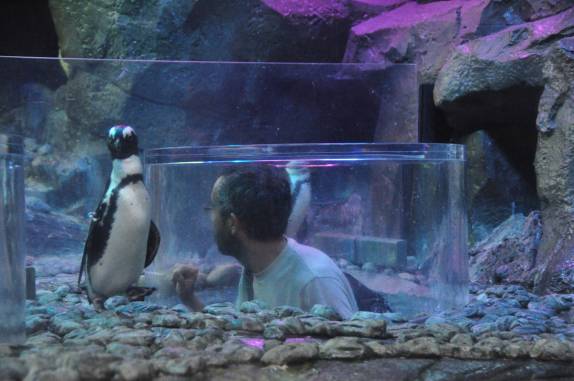 Observando pinguins no Aquário de Atlanta, na Georgia - EUA